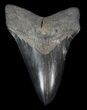 Black, Megalodon Tooth - South Carolina #36748-1